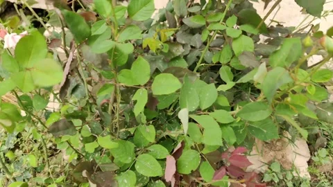 Red rose foliage 库存影片 272142401