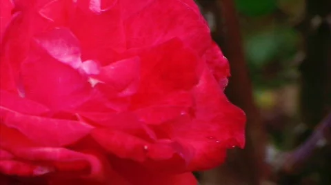 Red Rose Stock Footage 636246
