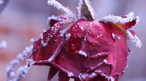 Red rose  Stock-Footage 974660