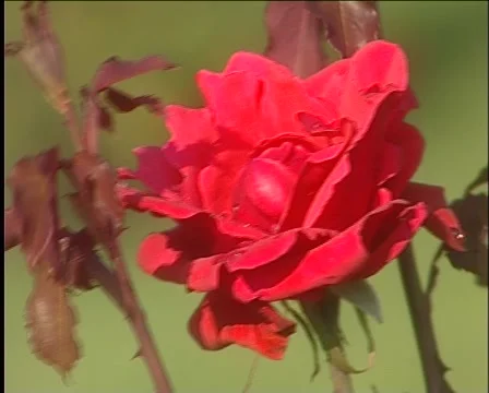 Red rose Stockbeeldmateriaal 994917