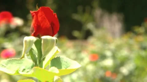 Red Rose Stock Footage 10938212