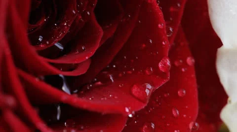 Red rose Video stock 24806756