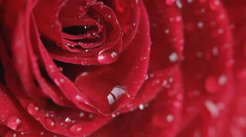 Red rose 스톡 동영상 24807043