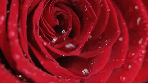 Red rose Stock Footage 24807101