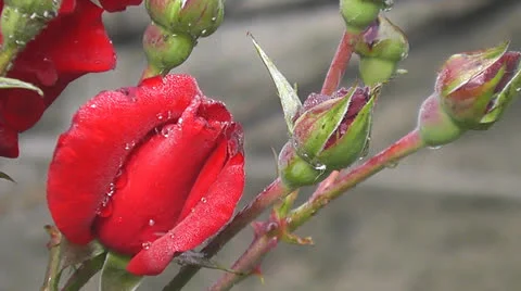 Red rose Vídeo Stock 24820099