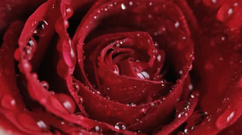 Red rose Stock Footage 24862977