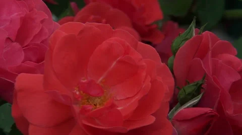 Red rose Video stock 38866181