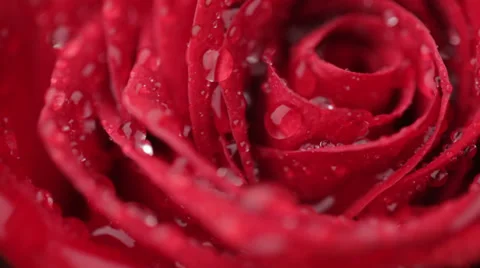 Red rose Stock Footage 39574499