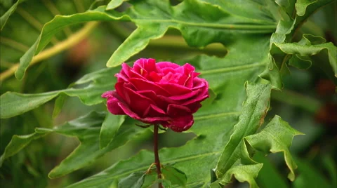 Red Rose 動画素材 45864052