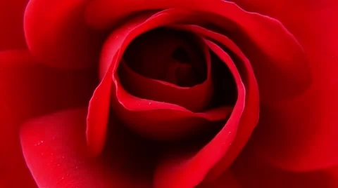 Red Rose Stock Footage 50757938