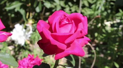 Red Rose Stock-Footage 51081599