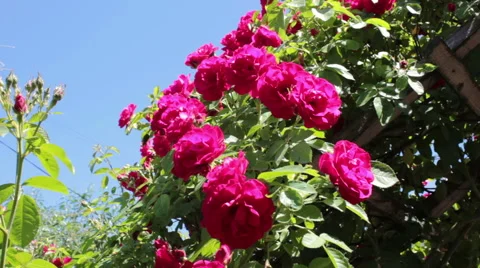 Red Rose Stockbeeldmateriaal 51084540