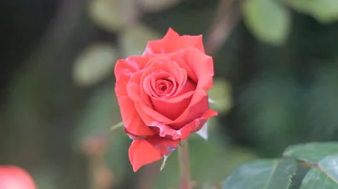 Red Rose Video stock 53787001