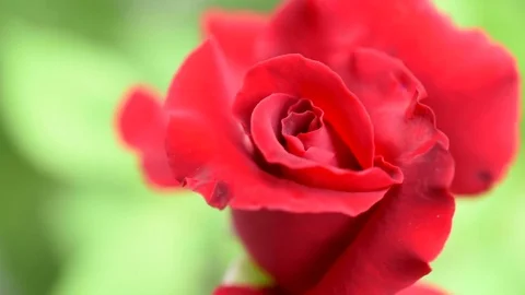 Red rose Stock Footage 75579217