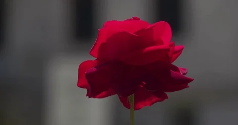 Red rose Stock Footage 75714229