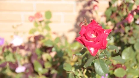 Red Rose Video stock 79657622