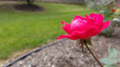Red Rose Stock Footage 95503668
