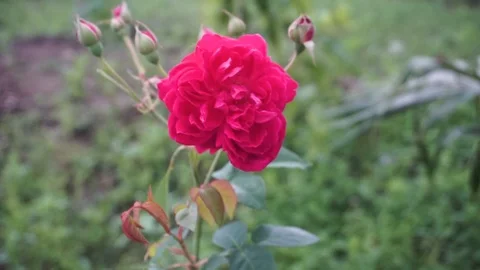 Red rose Stock Footage 105495614