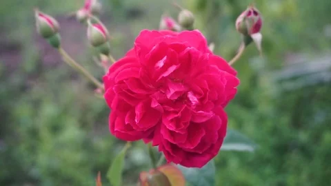 Red rose Stock-Footage 105495632