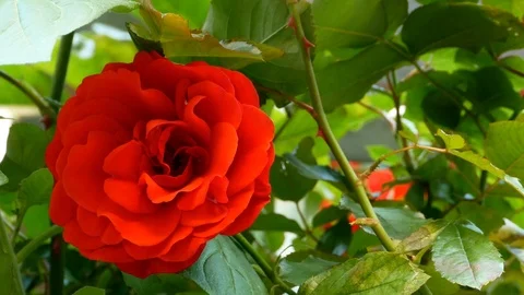 Red rose Stock Footage 109696173