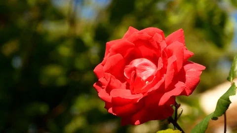 Red rose Stock Footage 109696208