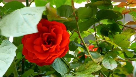 Red rose Stock Footage 109696218