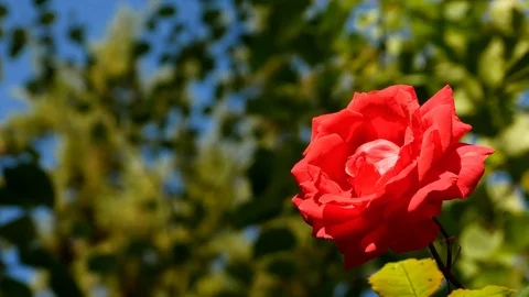Red rose Stock Footage 109696232