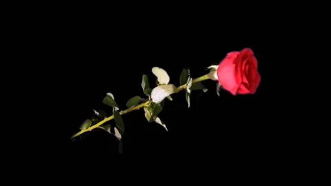 Red Rose Stock Footage 110272580