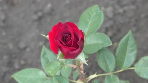 Red Rose Stock Footage 133176601