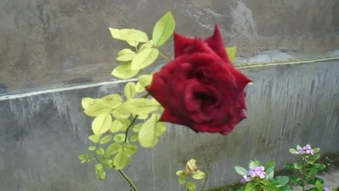 Red Rose Stock Footage