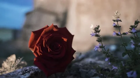 Red Rose. Stock Footage 146143872