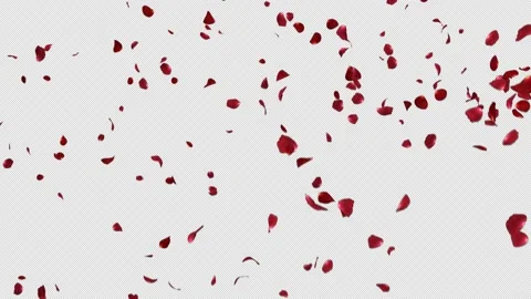 Red Rose Stock Footage 150534571