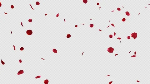 Red Rose Stock Footage 151246842