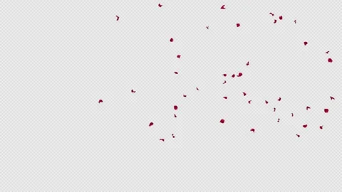 Red Rose Stock Footage 155722697