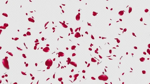 Red Rose Stock Footage 162944702