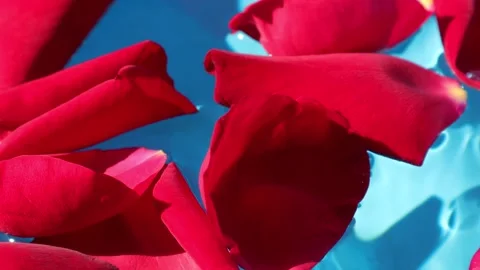 Red rose Stock Footage 168011762