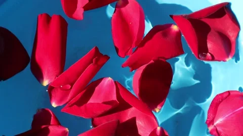 Red rose Stock Footage 168011930