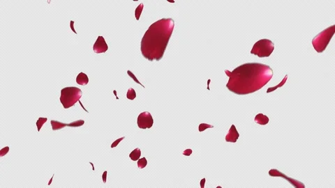 Red Rose Stock Footage 168605998