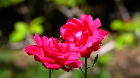 Red Rose Stock Footage 190316134