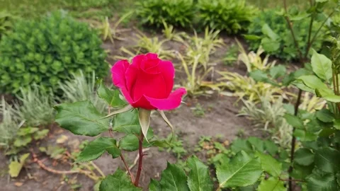 Red rose Stock Footage 196909473