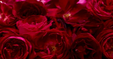Red rose. Stock Footage 237848986