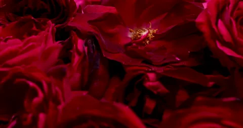 Red rose. Stock Footage 237849721