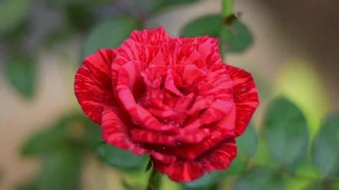 Red rose Video stock 243178705