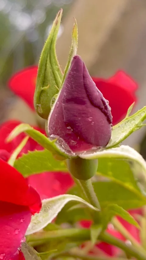 Red rose Video stock 252457892