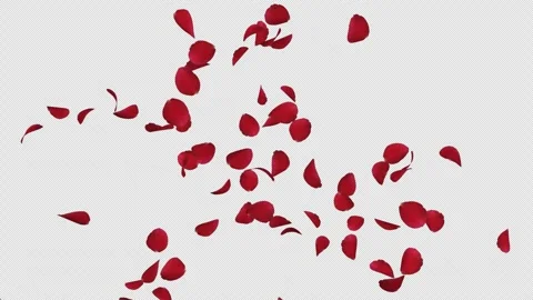 Red Rose Stock Footage 283703155