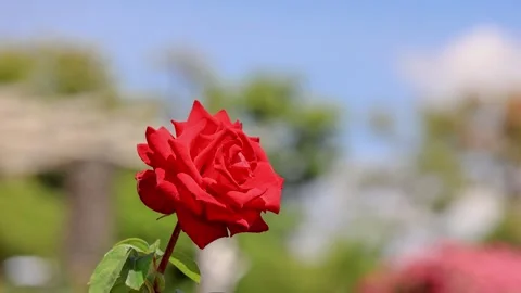 Red Rose Vídeos de archivo 333172711