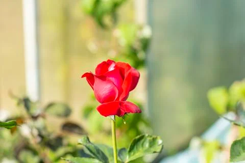 Red rose in the foreground with blurred background Stock Photos