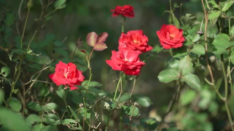 Red Rose in the forest Stock Footage 169866166