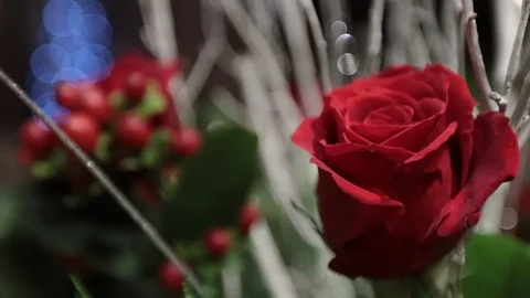 Red rose framed right close Stock Footage 99584148