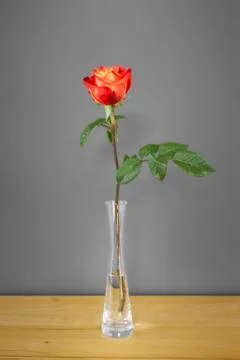 Red rose in front of a gray wall Stock Photos